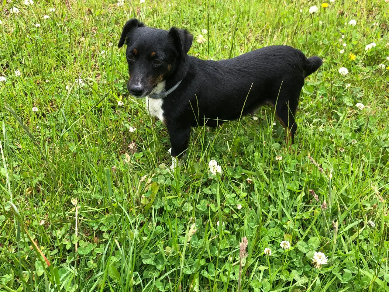 Billede 7 - Jack Russell terrier 