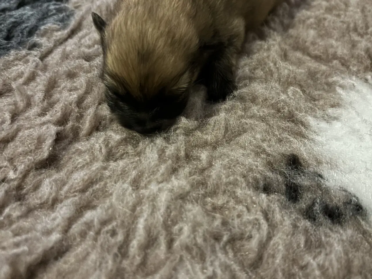 Billede 6 - Pomeranian hvalpe 4 drenge