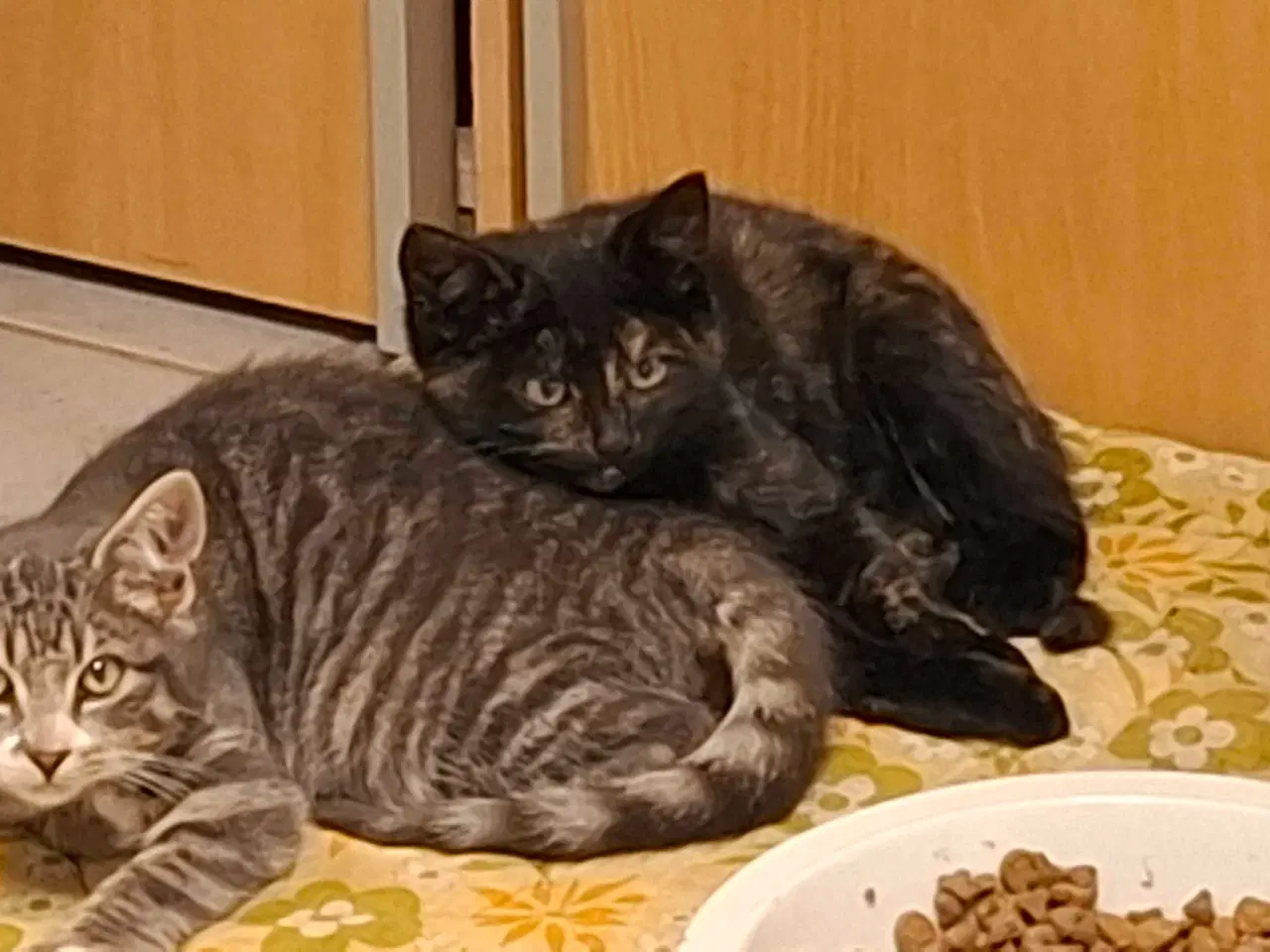 Billede 3 - 2 kattekillinger søger et hjem