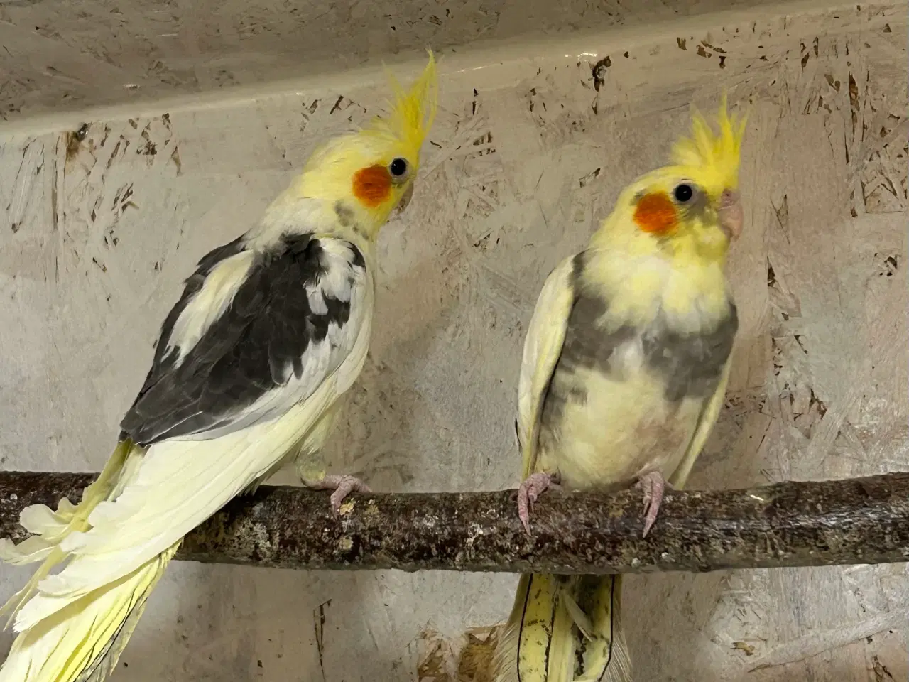 Billede 2 - Nymfeparakitter 