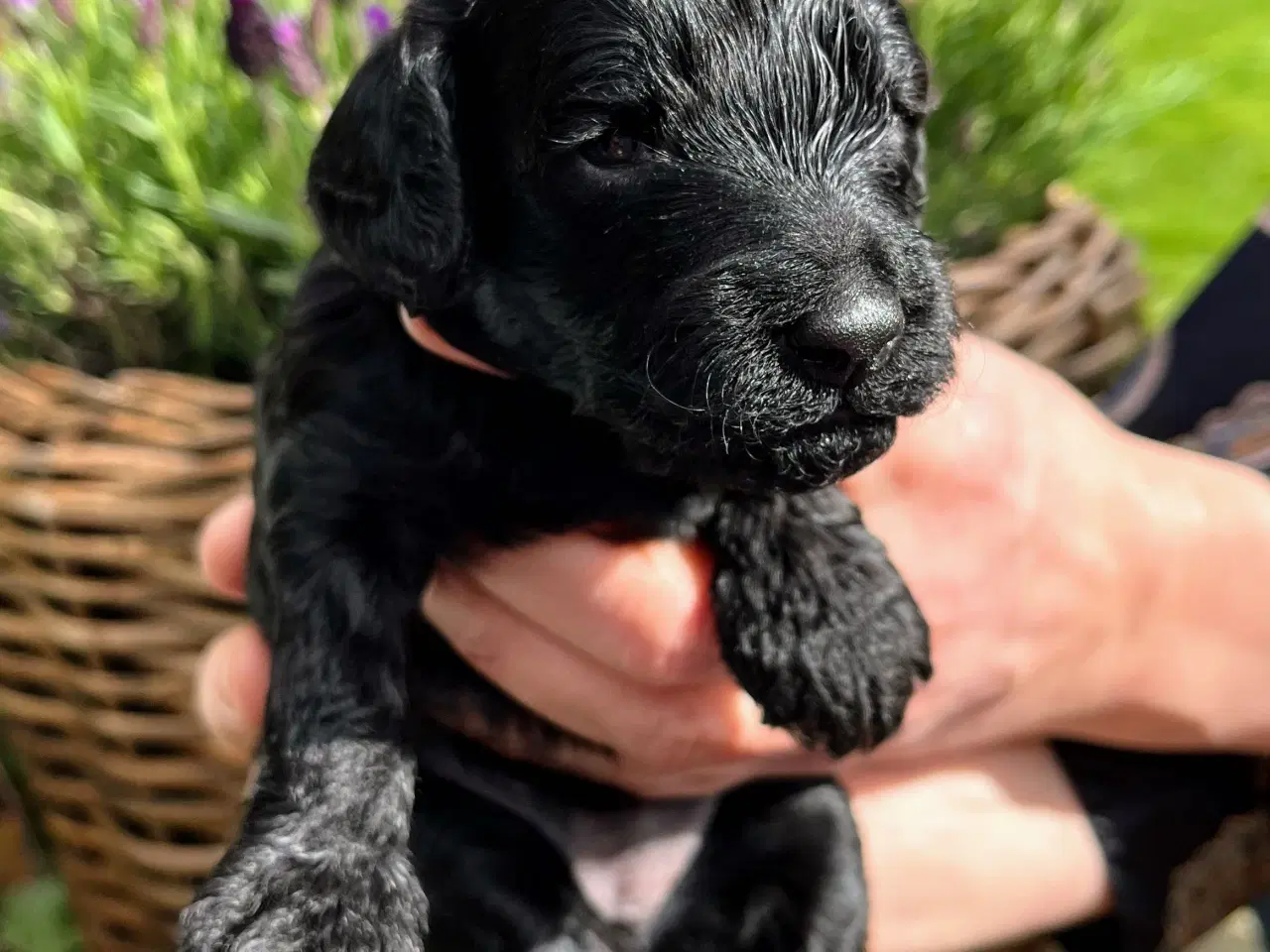 Billede 3 - Cockerpoo f1b