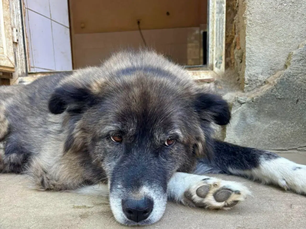 Billede 2 - Vidunderlige Viva søger sin helt egen familie 💝🫶