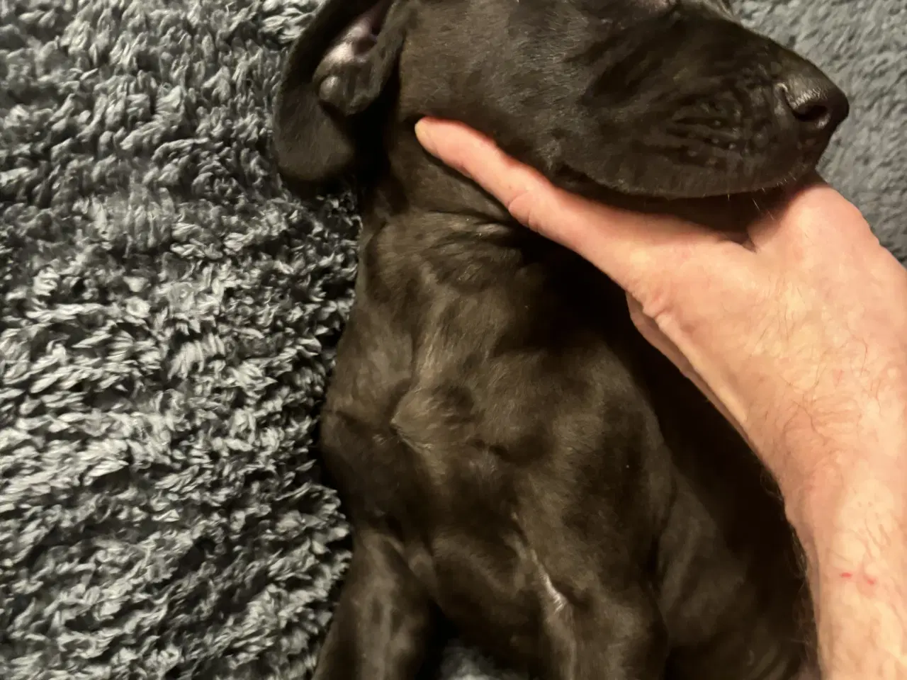 Billede 7 - Grand Danois hvalpe 