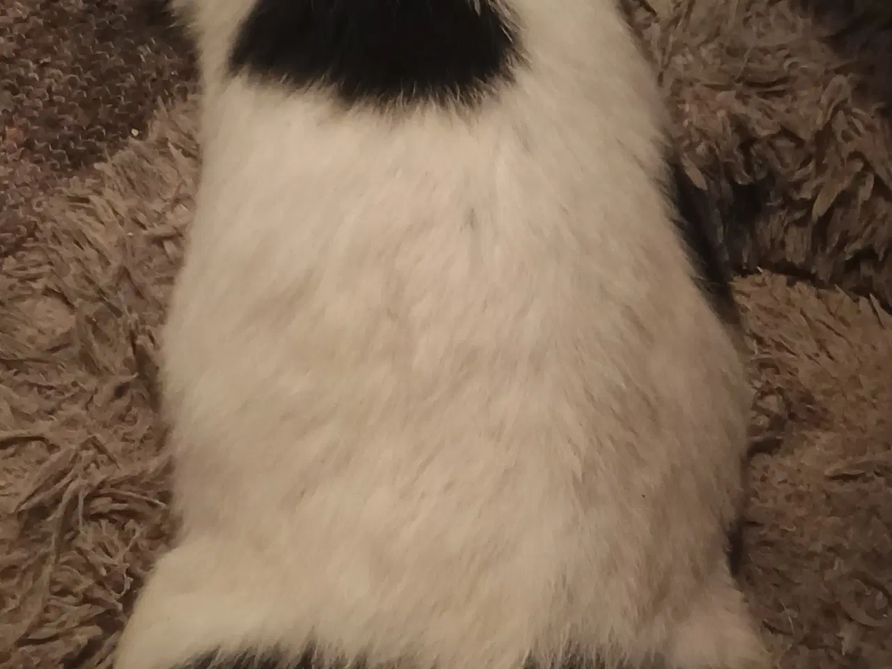 Billede 13 - Berner Sennen/Cocker Spaniel/Isl. Fårehund 