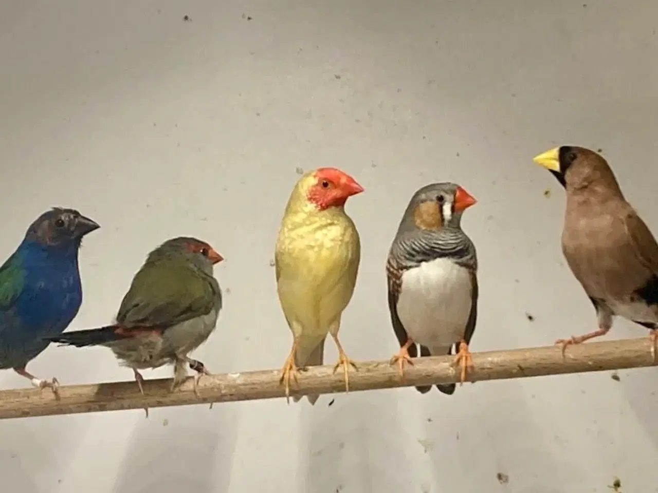 Billede 1 - Løse finker