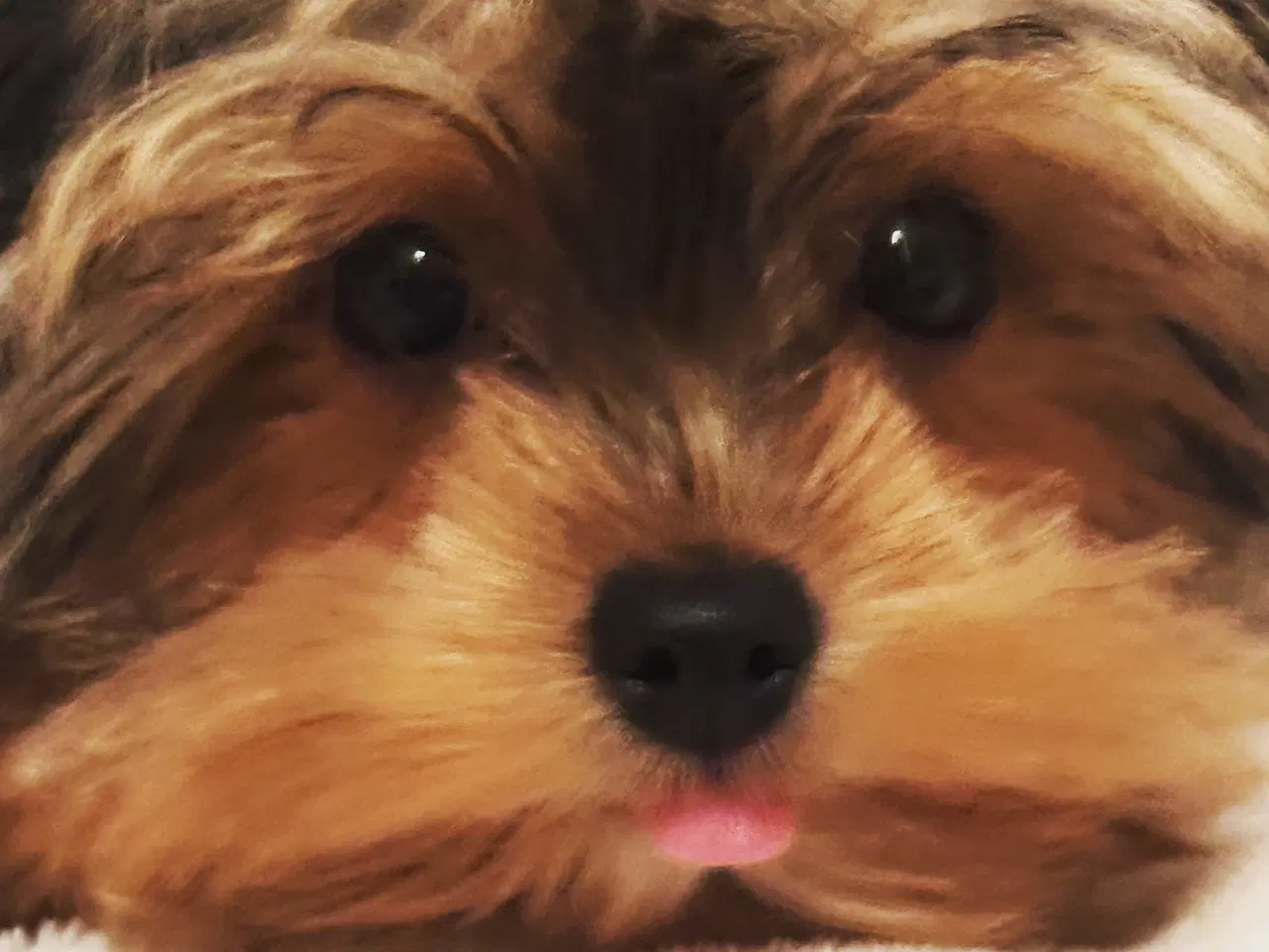 Billede 6 - Yorkshire terrier Tæve