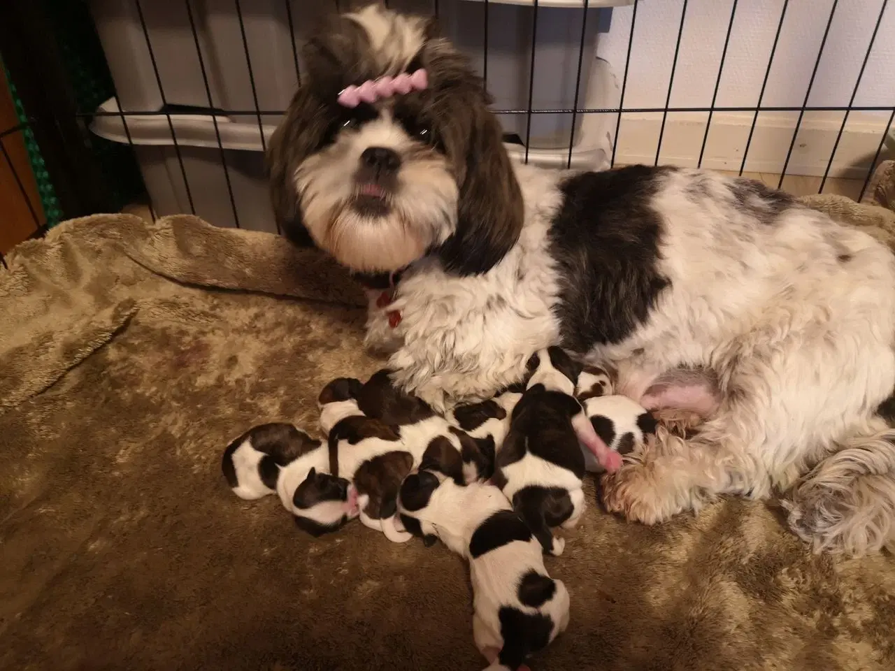 Billede 1 - Shih Tzu hvalpe 