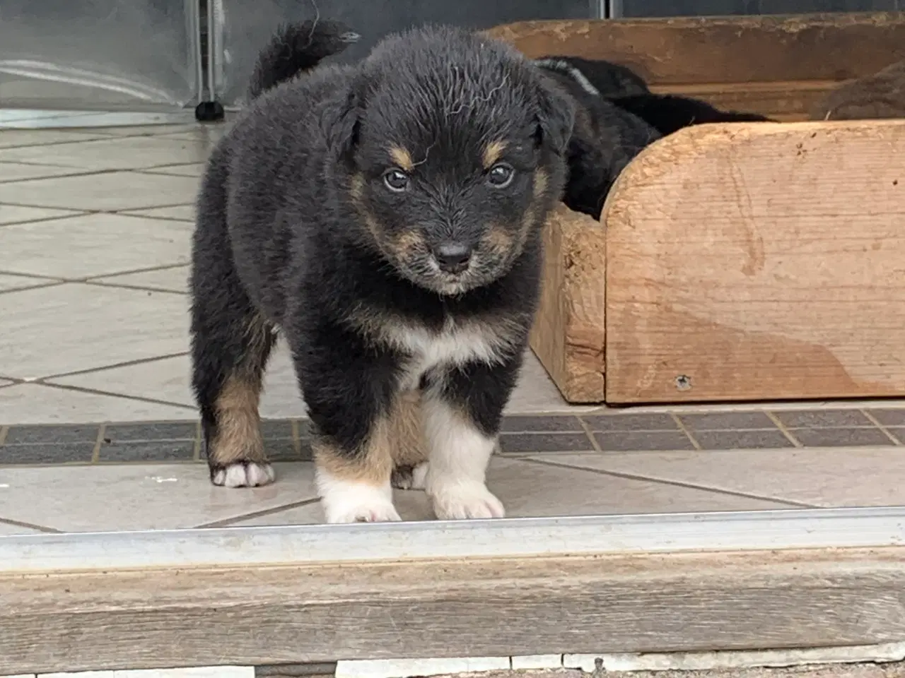 Billede 8 - Finsk lapphund/Islandsk fårehunde- hvalpe