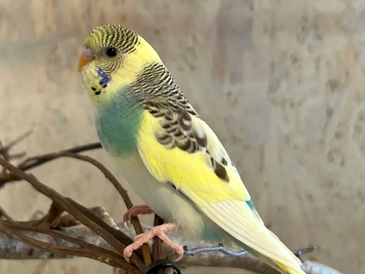 Billede 2 - Undulatunger 