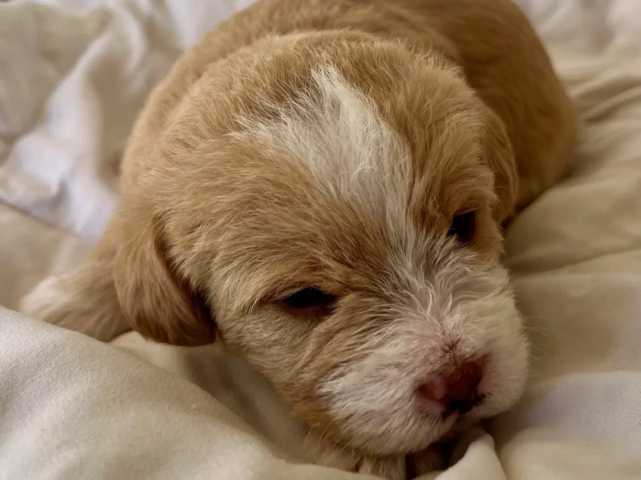 Billede 10 - Super skønne sociale Lagotto blandinger
