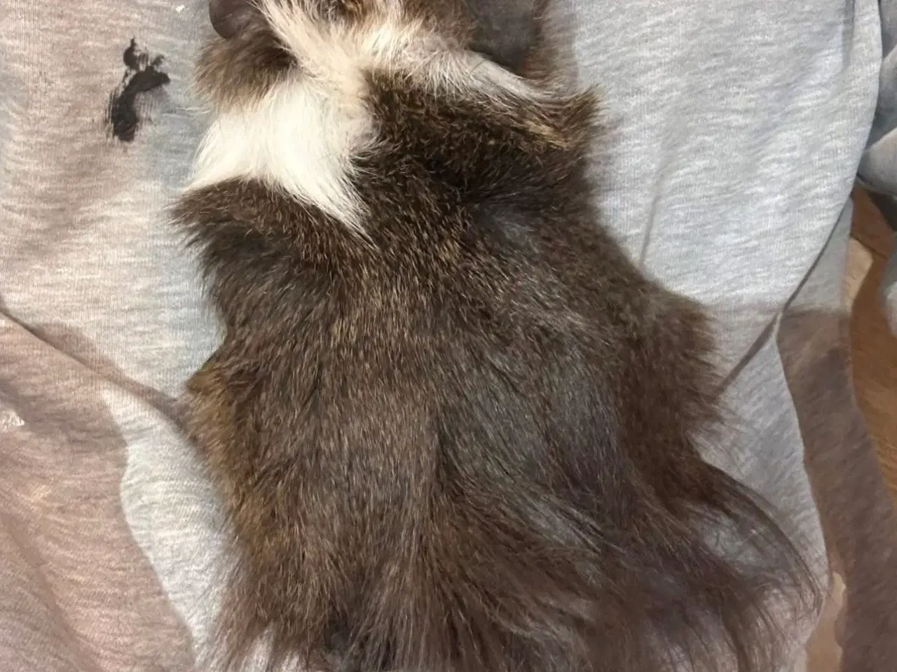 Billede 4 - 2 søde han Marsvin