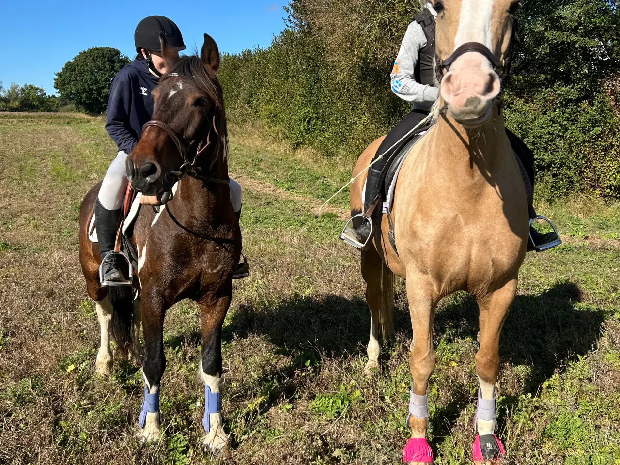 Billede 1 - Projekthest sælges 