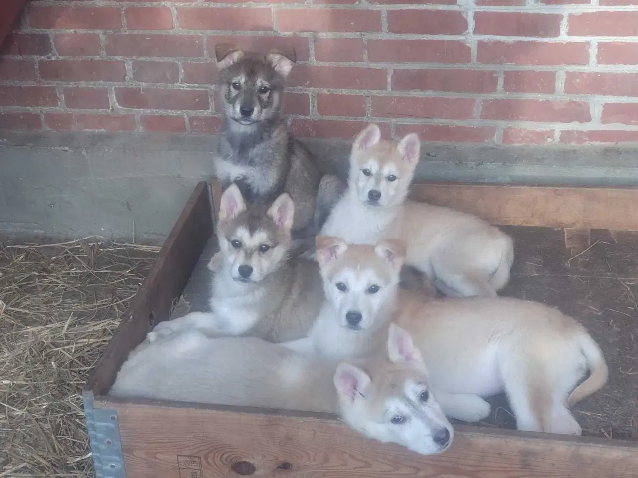 Billede 1 - Tamaskan/Timberdog 