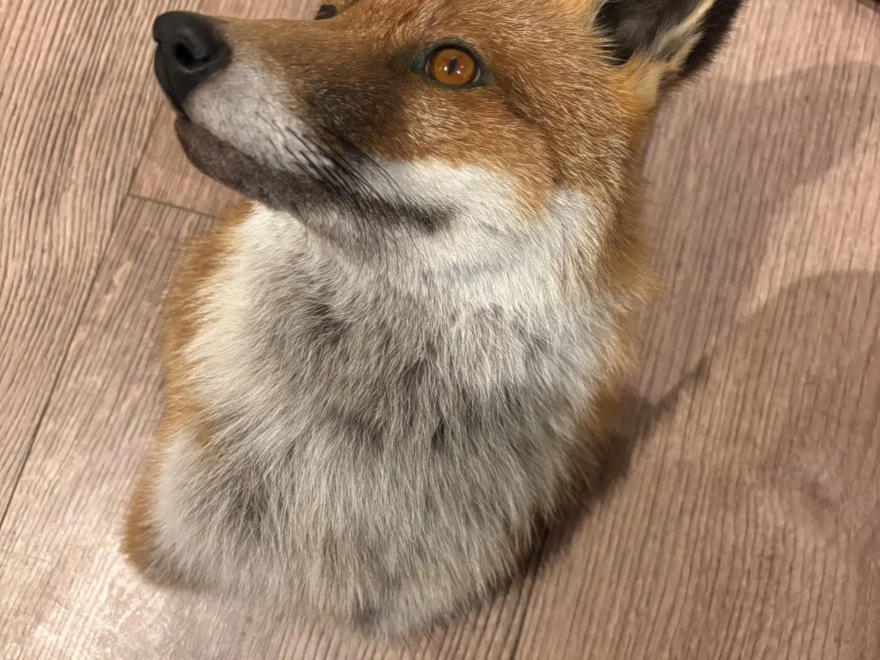 Billede 2 - Smuk skulder monteret ræv