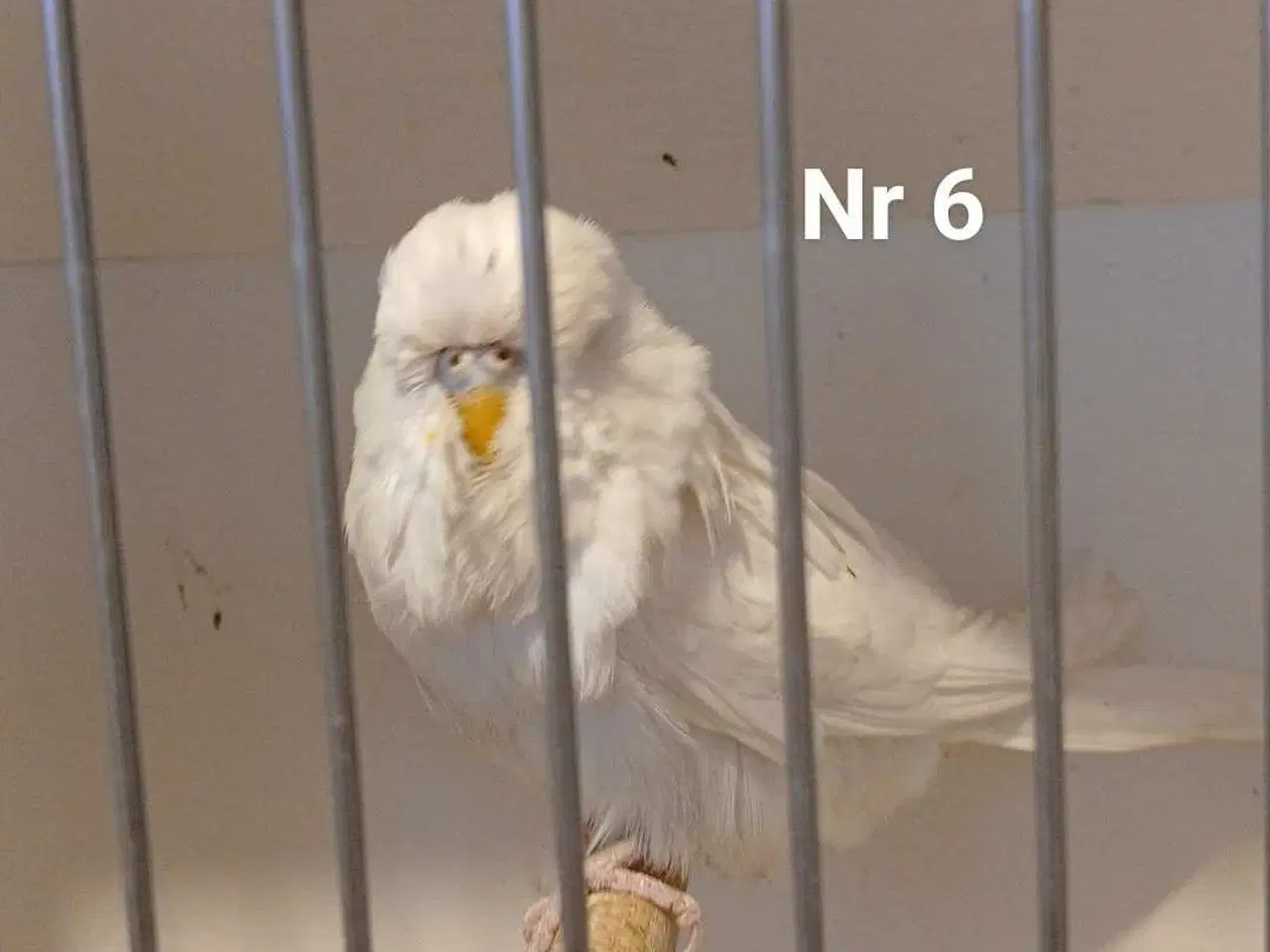 Billede 14 - Engelske undulater 