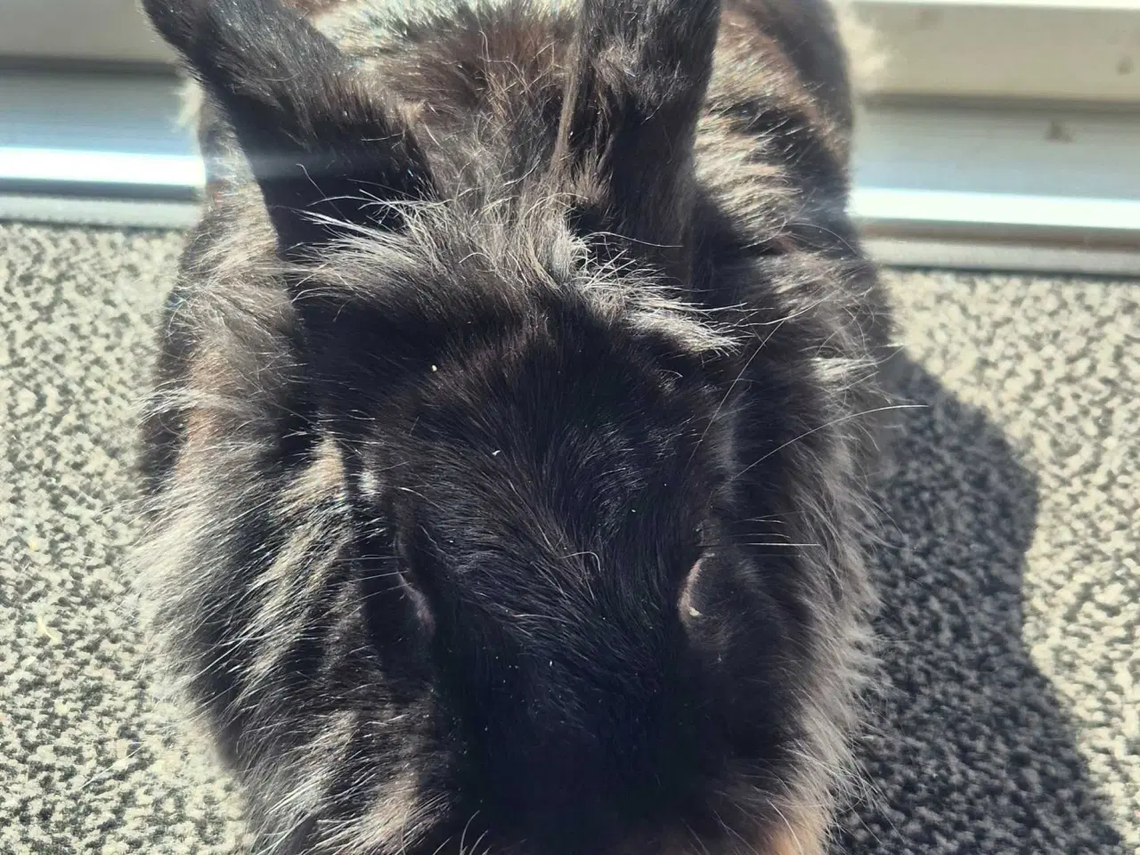 Billede 9 - kaniner til sælg med tilbehør.