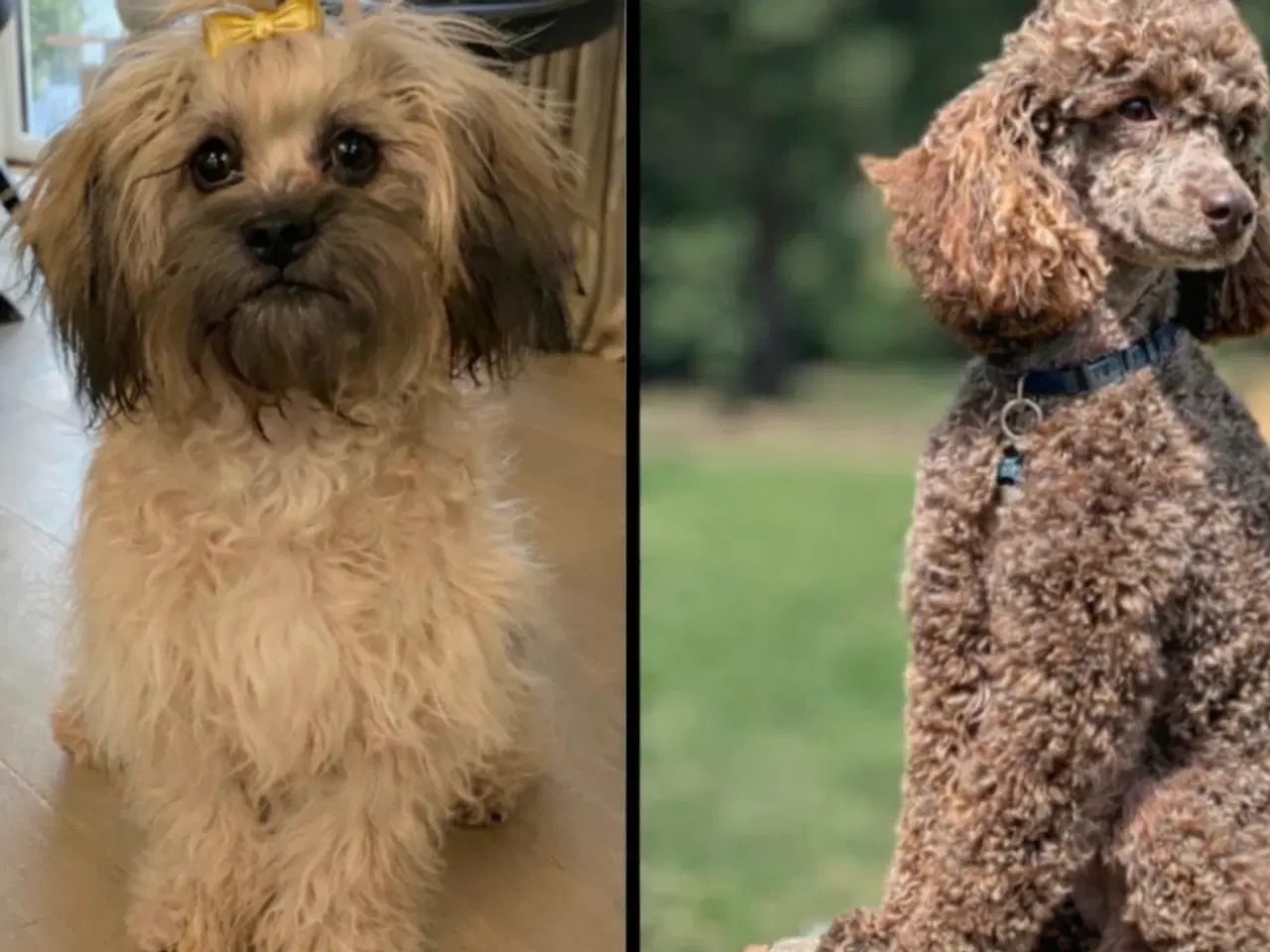 Billede 3 - Puddelblanding til salg