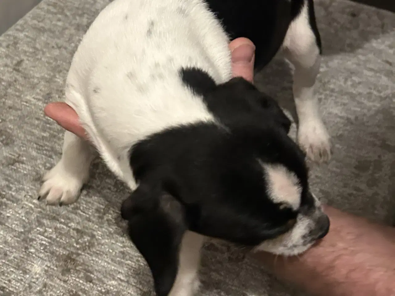 Billede 5 - Skønne hvalpe søger nyt hjem