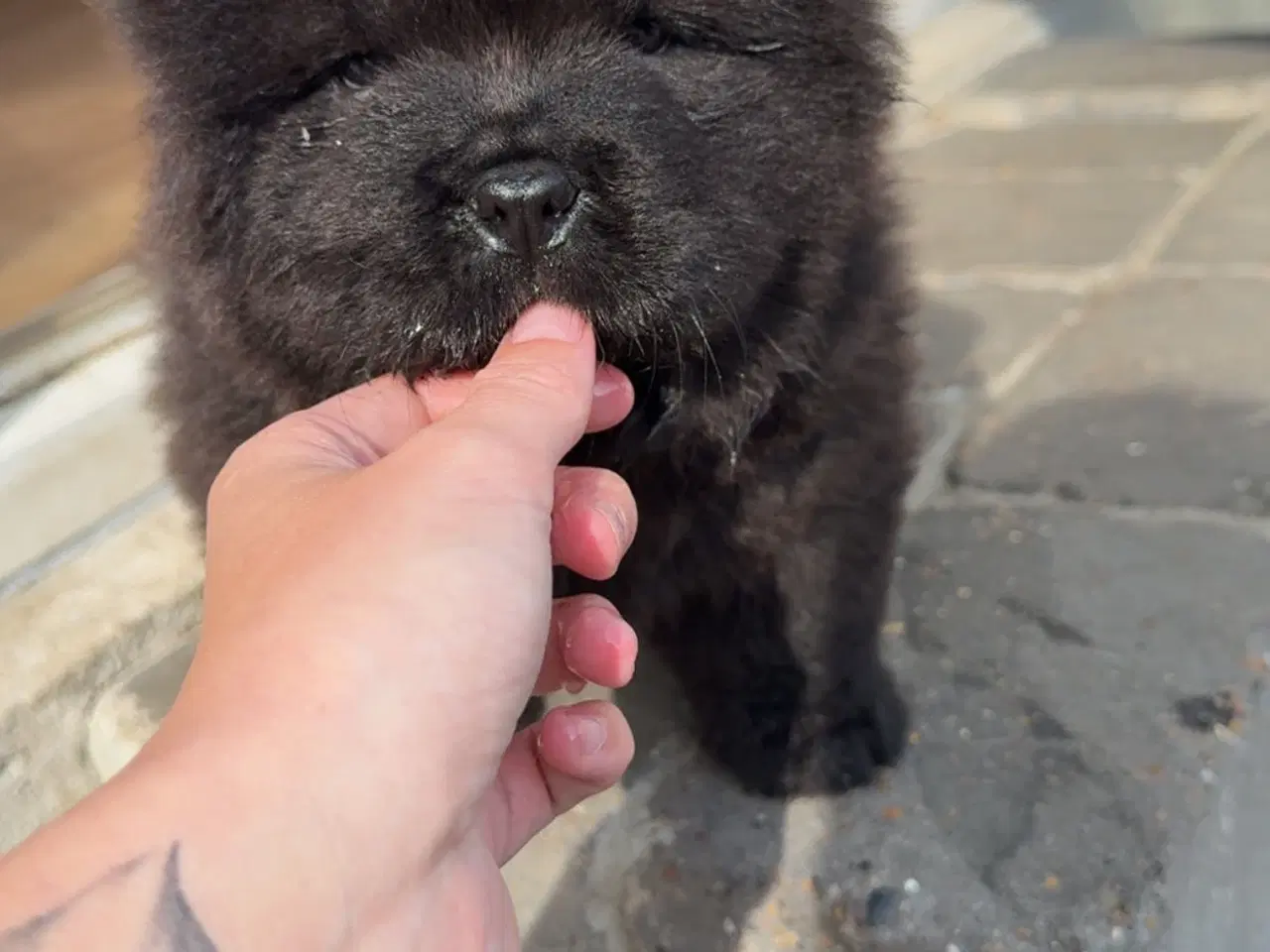 Billede 9 - Chow Chow hvalpe