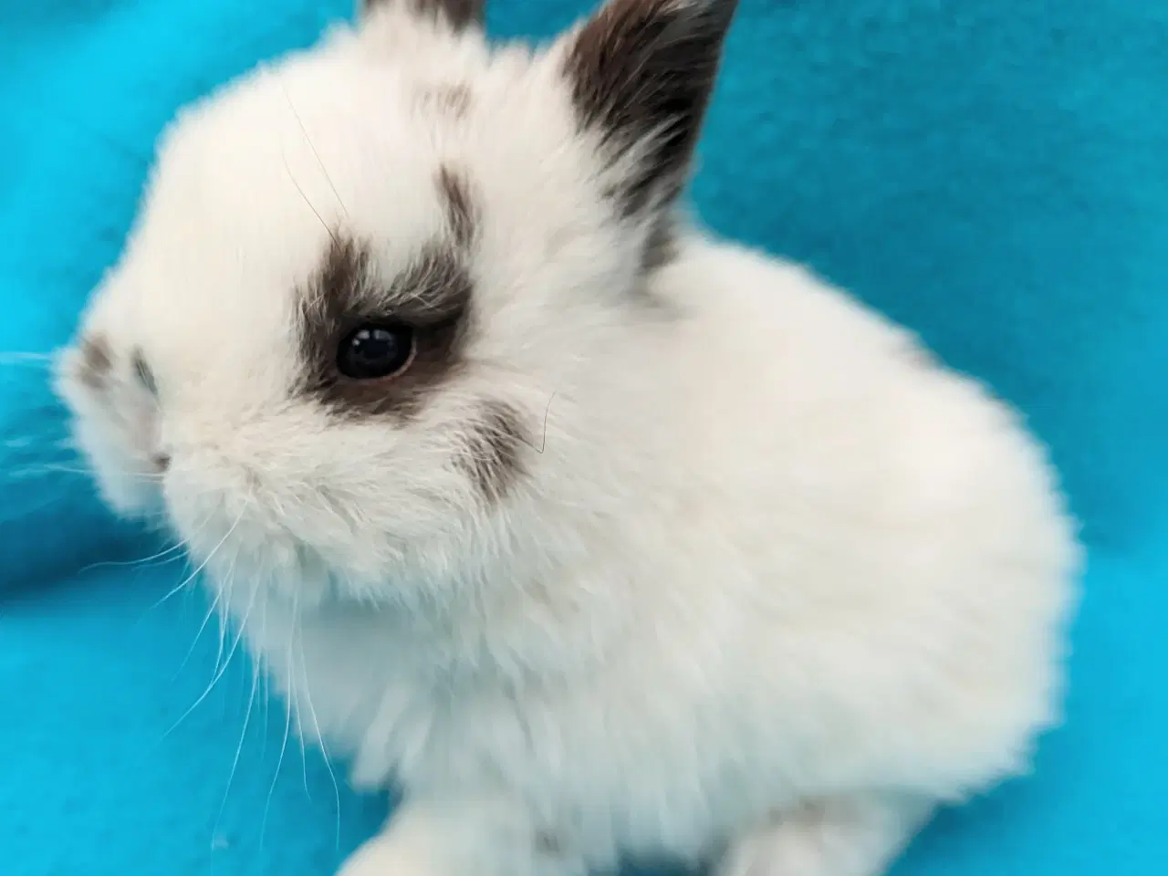 Billede 6 - Hermelin/minilop kaninunge sælges 