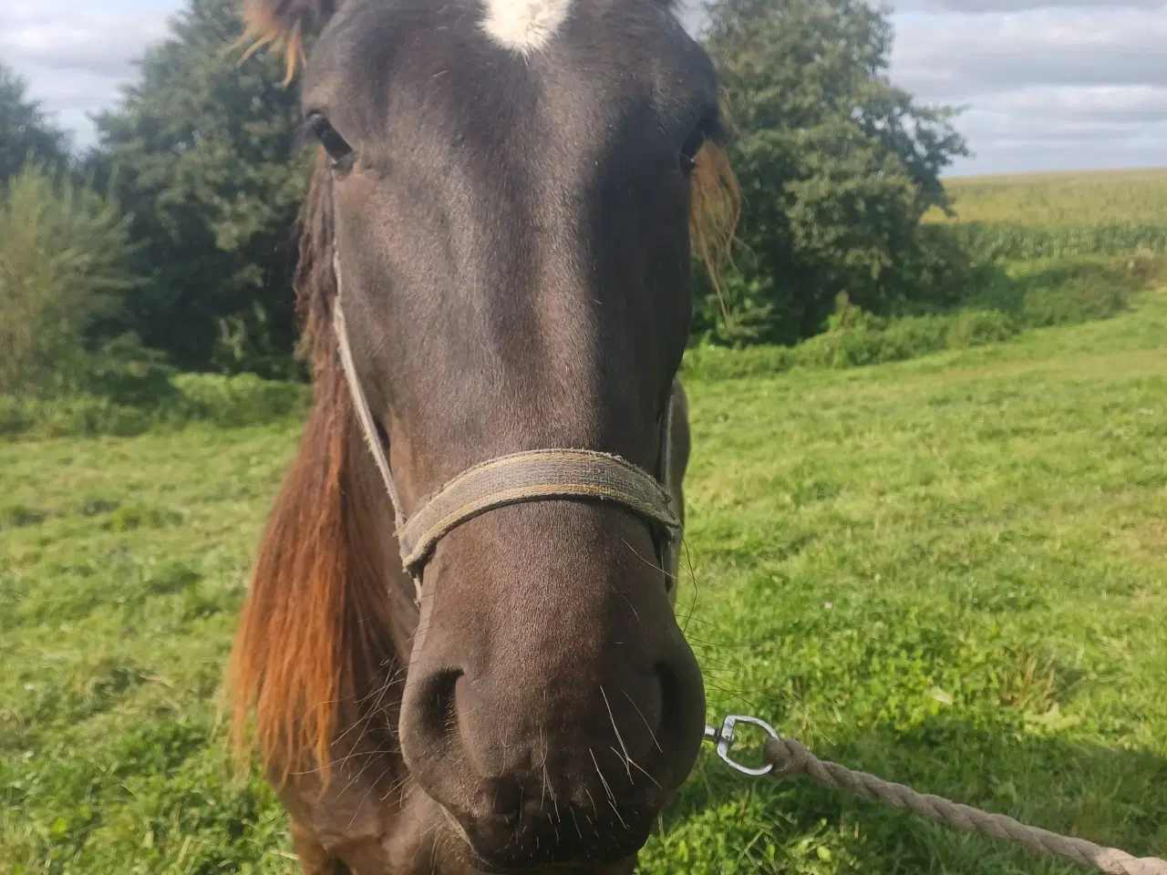 Billede 18 - Jysk hest, 2 års hingst