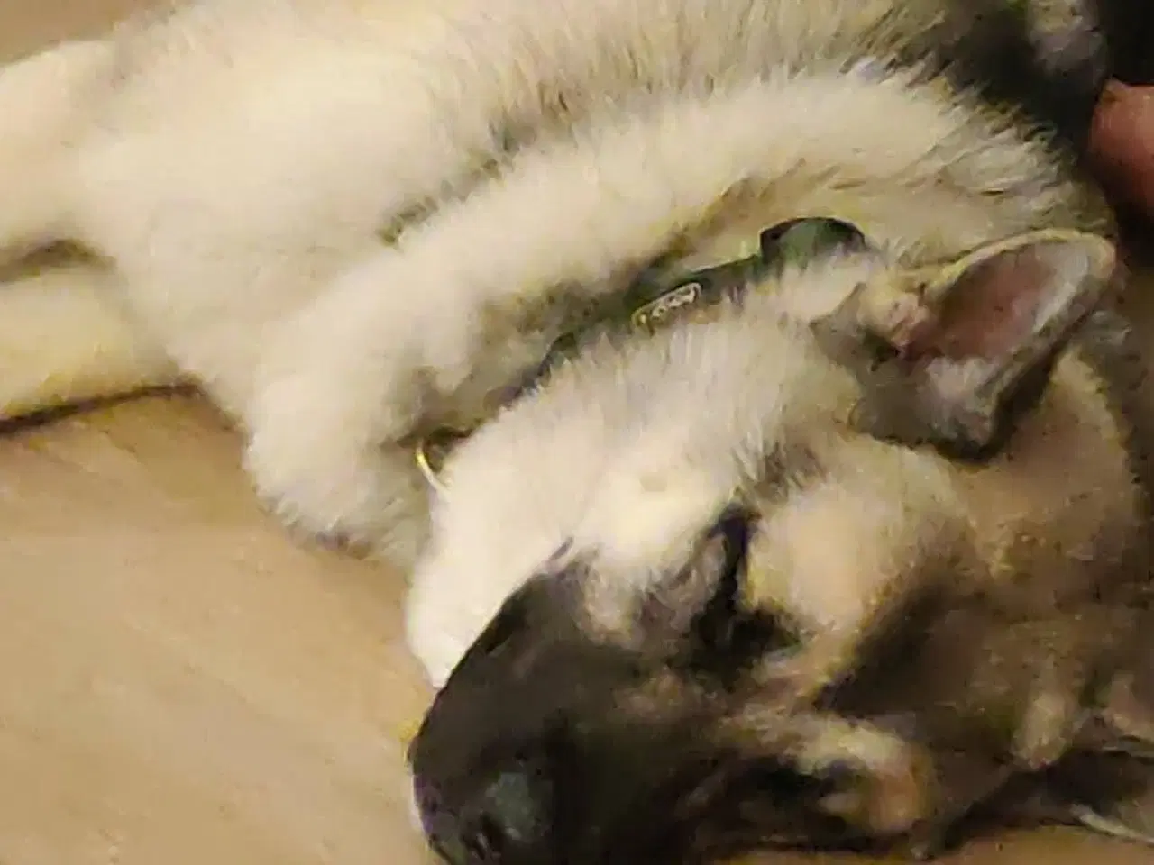 Billede 14 - Hund søger ny hjem 