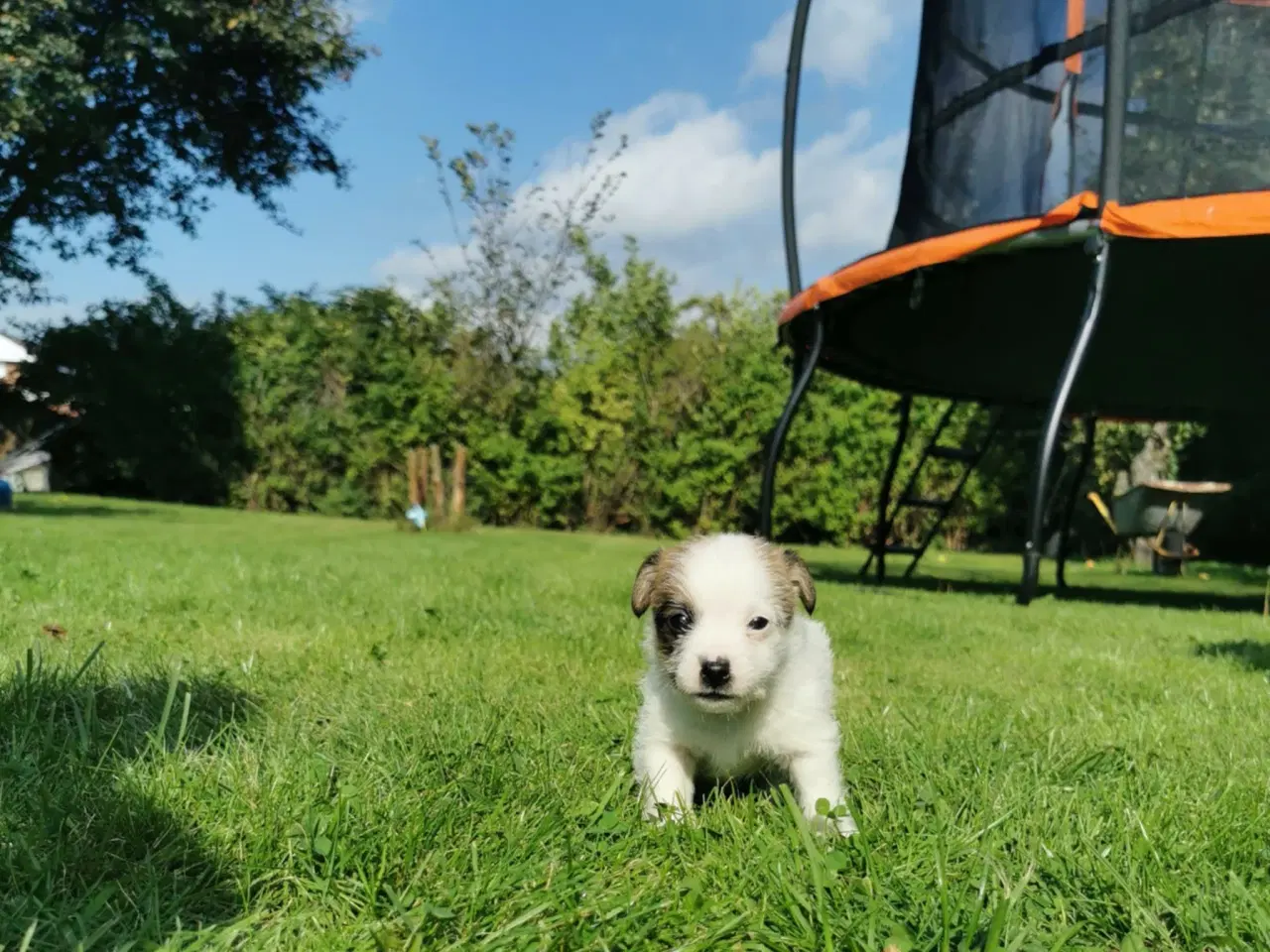 Billede 4 - Hunde hvalpe