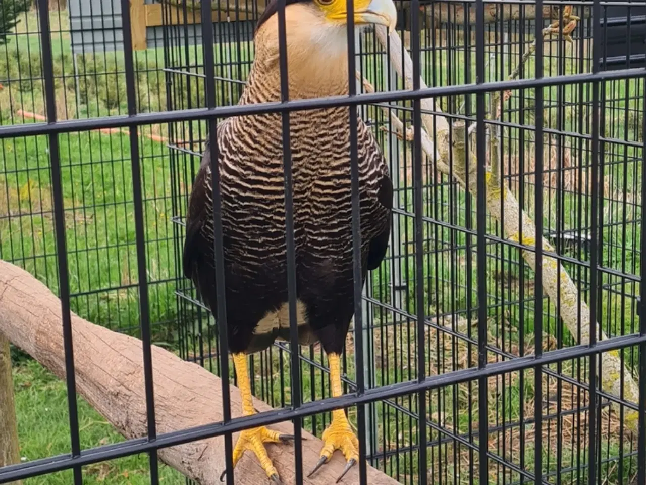 Billede 1 - Caracara