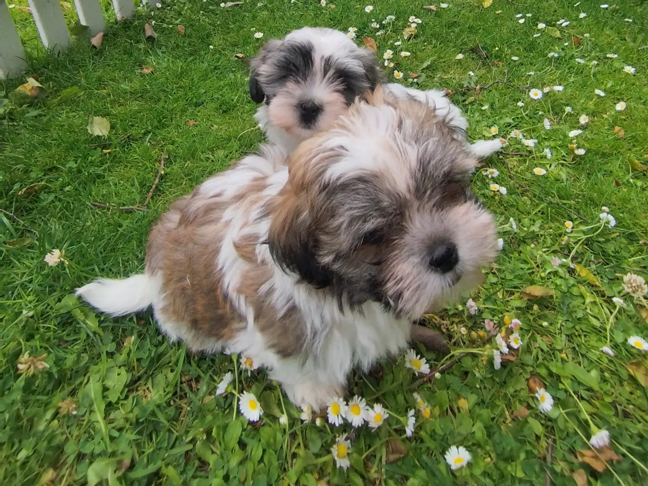 Billede 3 - shih tzu piger