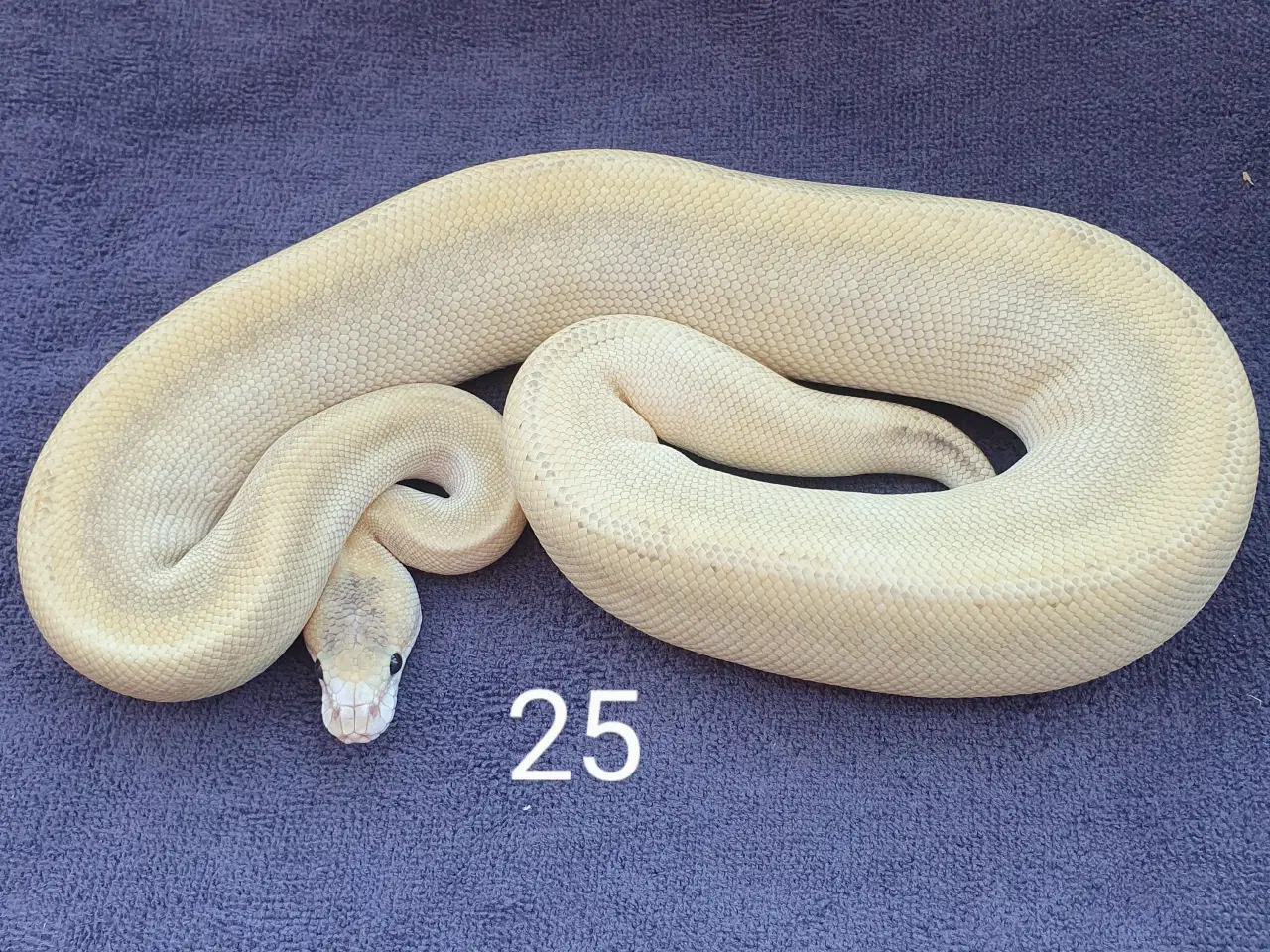 Billede 3 - Pied kongepythons + lidt mere, nye priser 