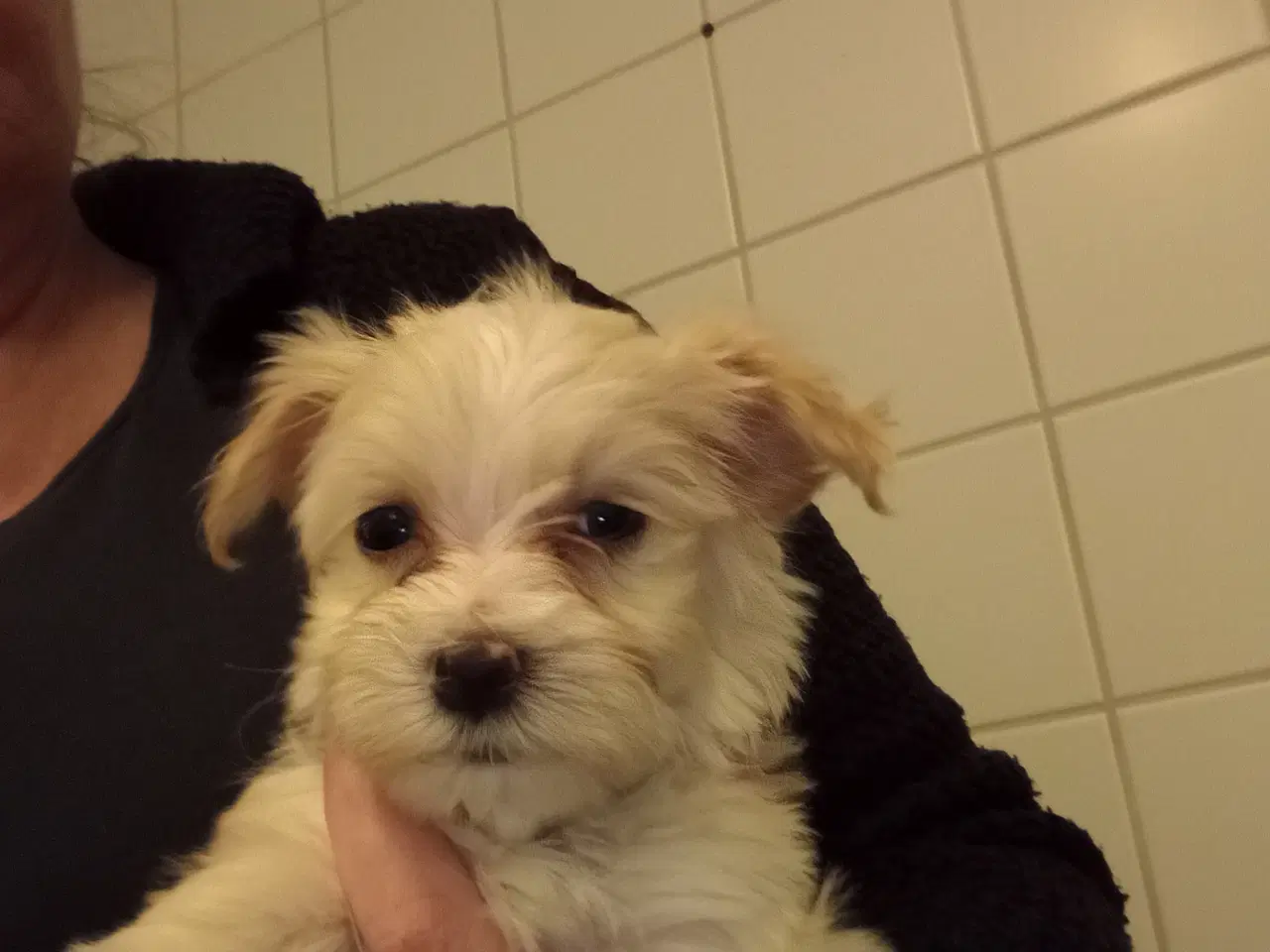 Billede 1 - Malteser/Havanais hvalpe søger nyt hjem