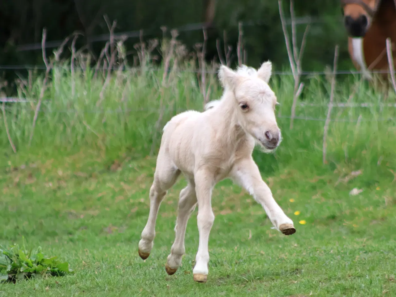 Billede 3 - mini palomino hingsteføl, rødt pas 