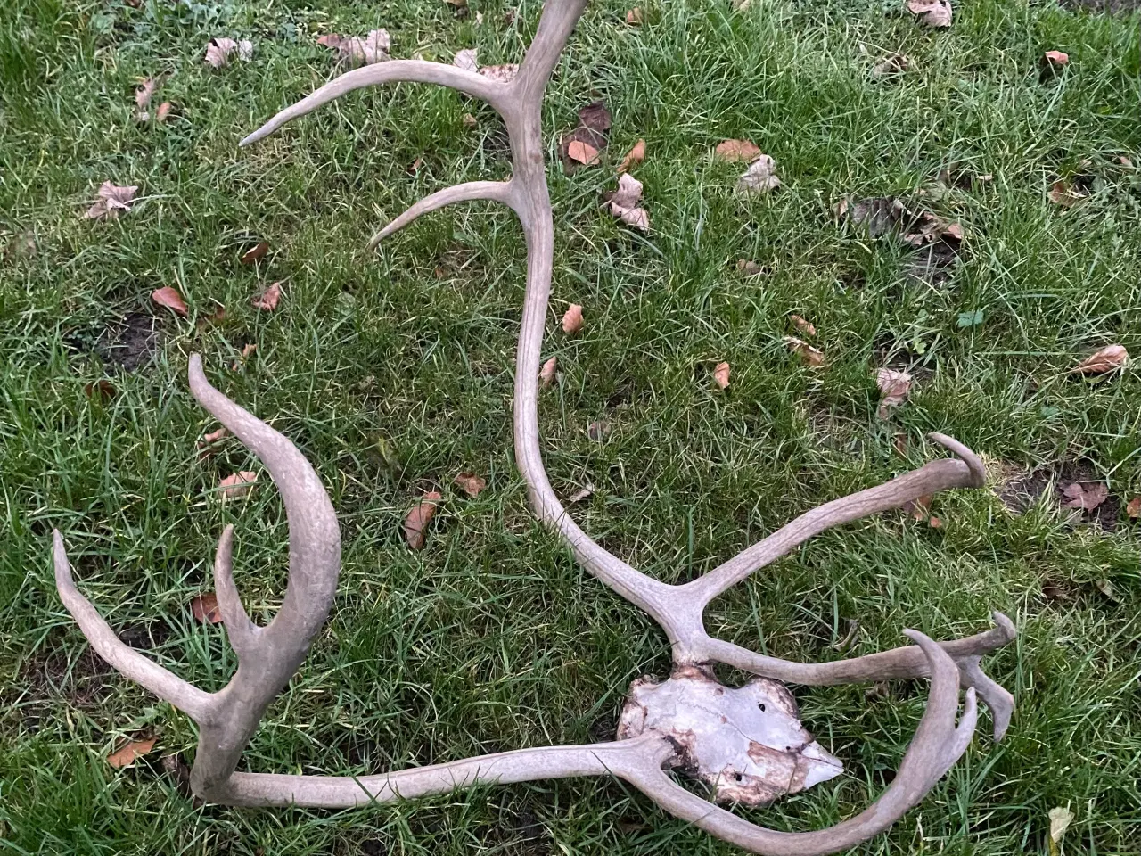 Billede 1 - Rensdyrgevir