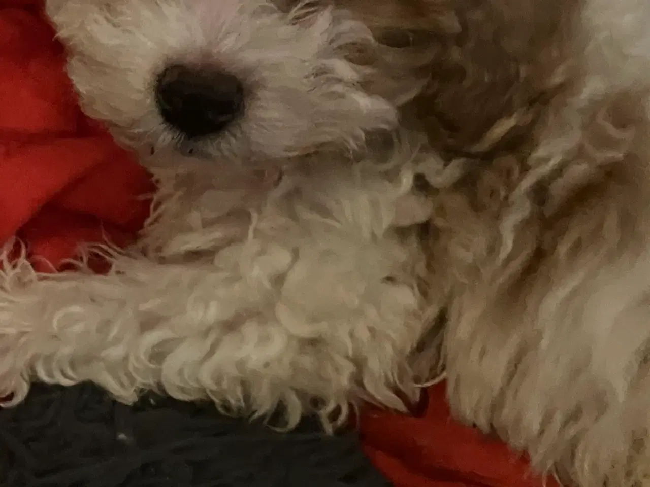 Billede 2 - Bedårende allergivenlige havapoo hvalpe