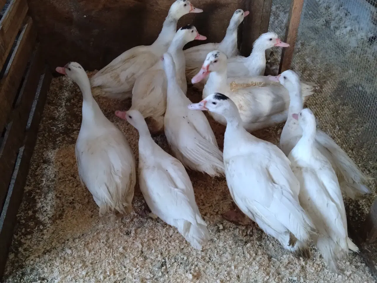 Billede 1 - Moskus ænder 