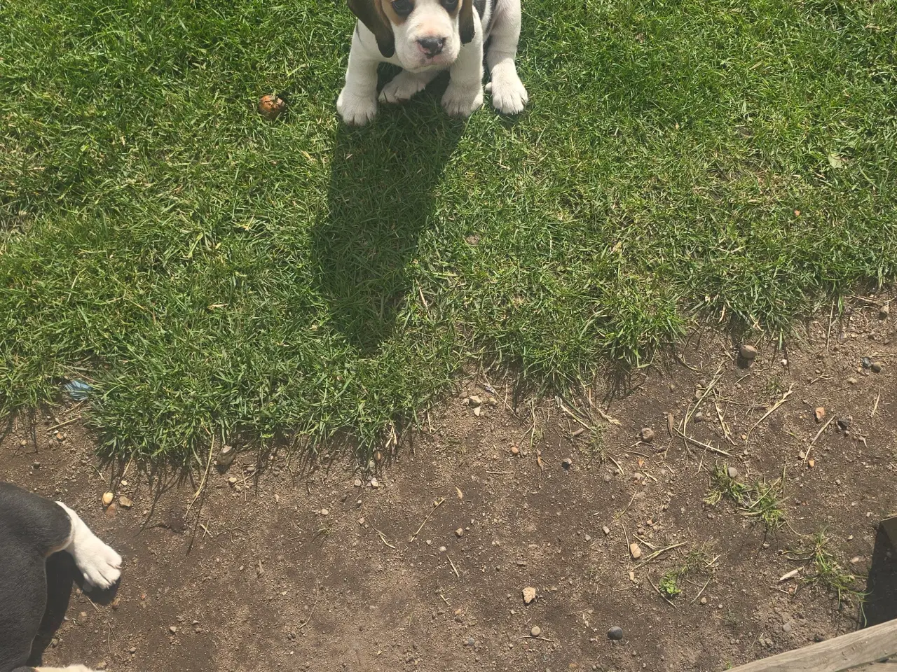Billede 6 - Beagle tricolor