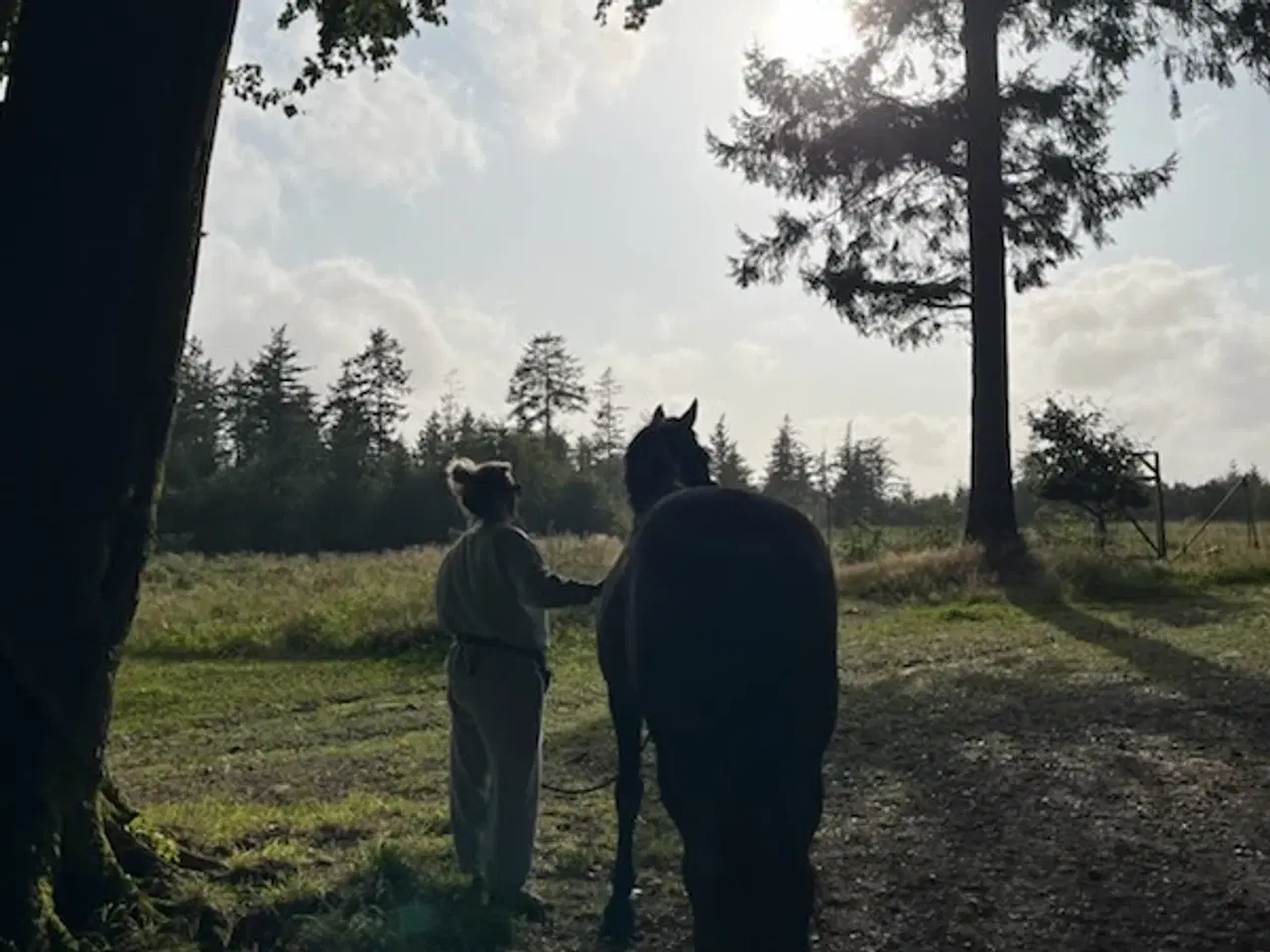 Billede 2 - Stabil skovtur evt. distance hest sælges