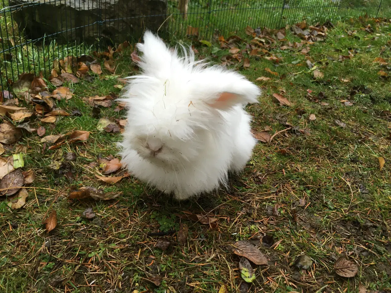 Billede 3 - Olaf ( KASTRERET ) søger kærligt hjem