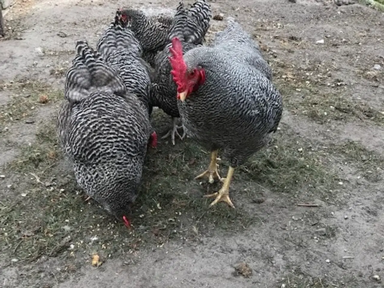 Billede 1 - Tværstribede Plymouth rock høns