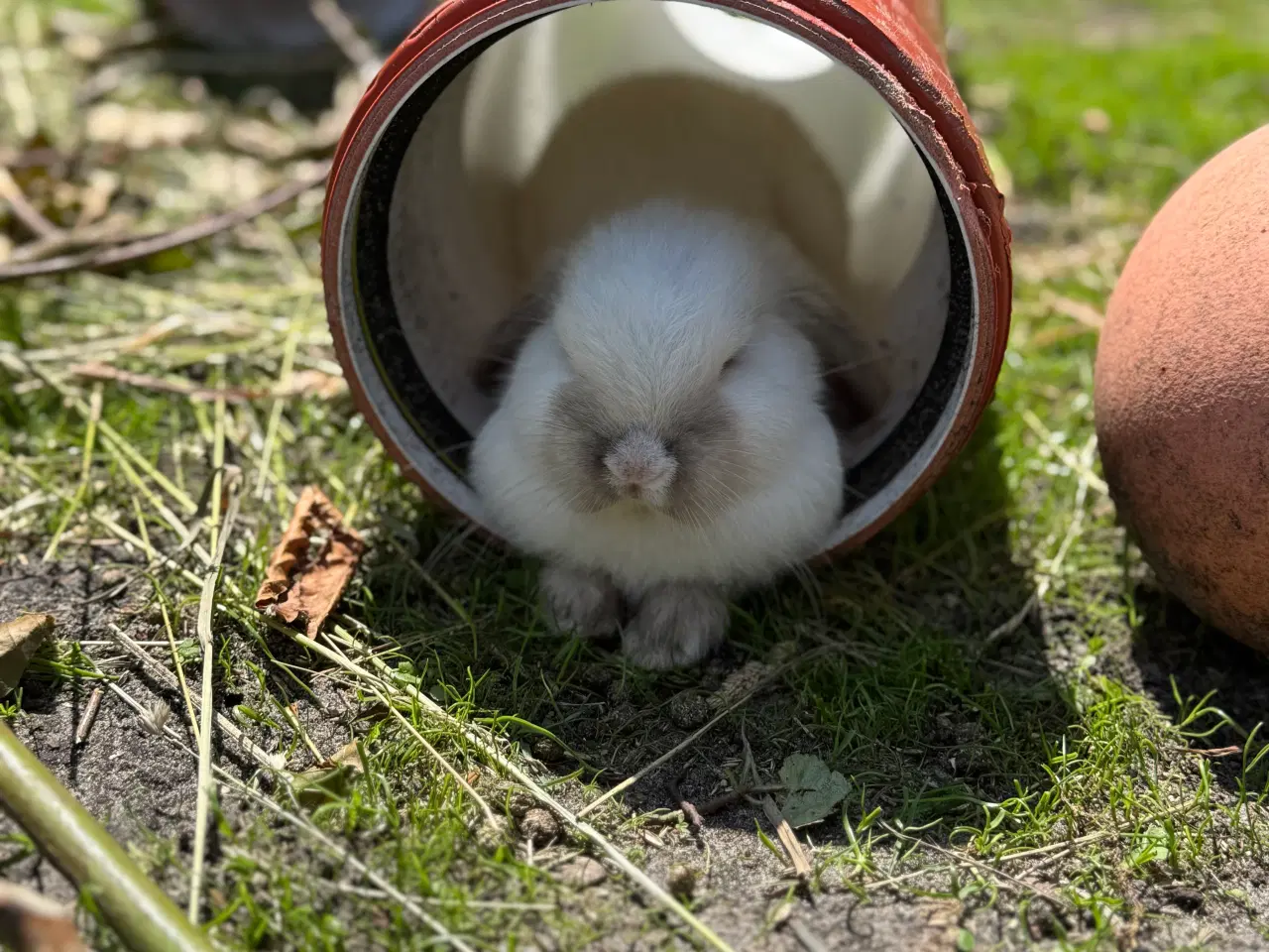 Billede 7 - Mini lop kanin unge
