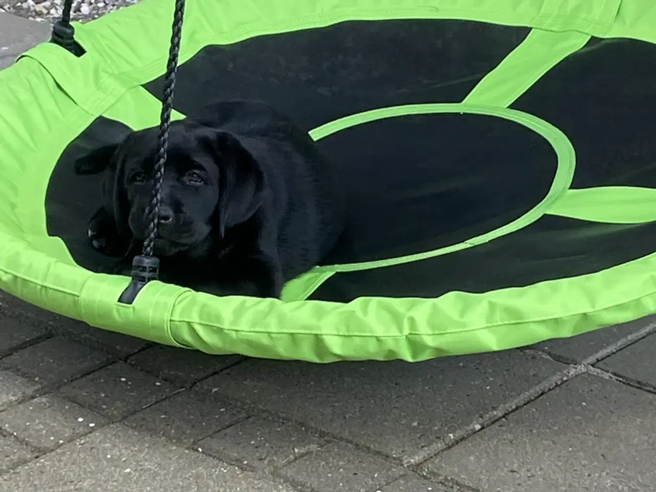 Billede 2 - Grøn Sanse gynge.