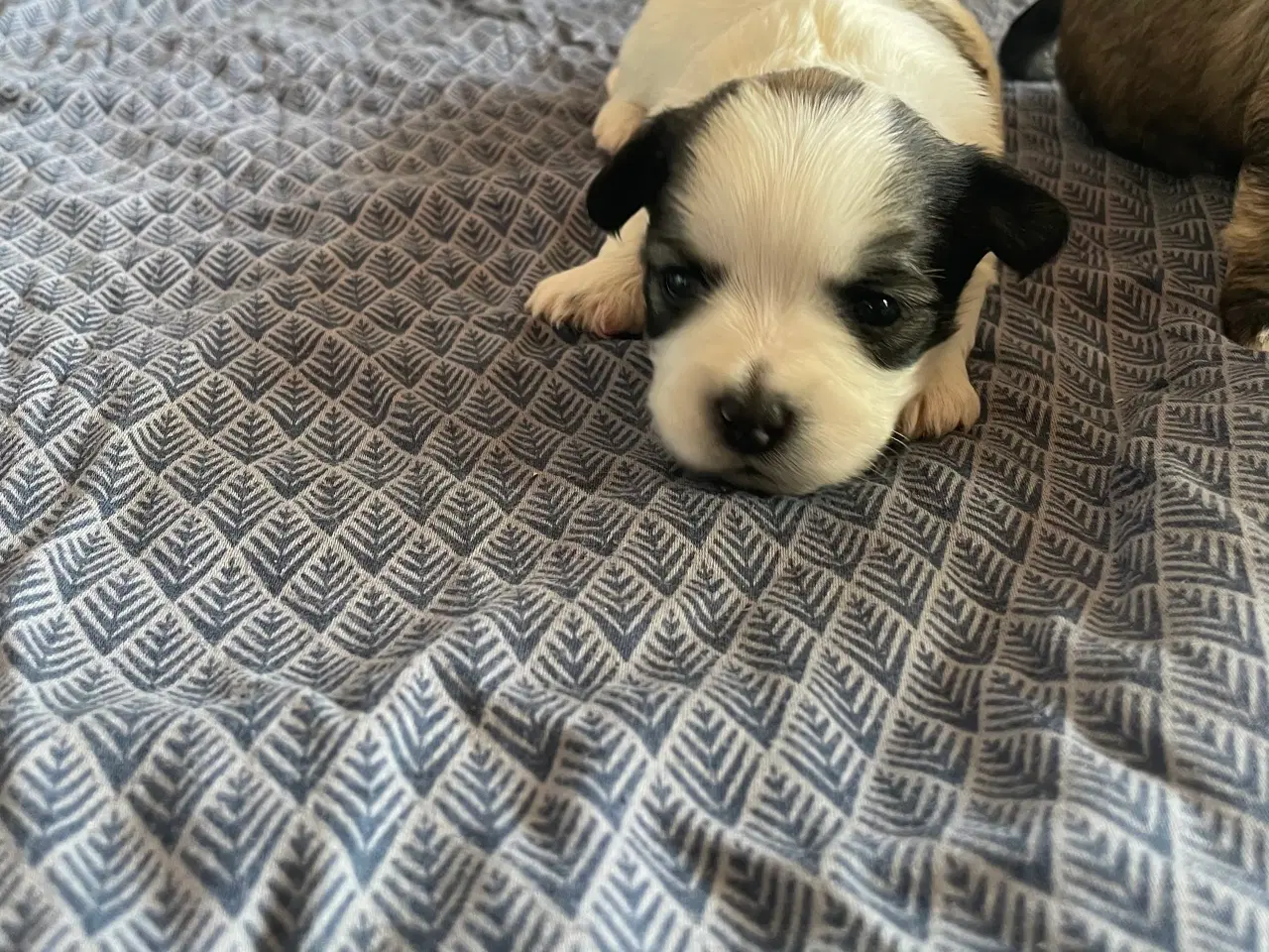 Billede 19 - Skønne shih tzu & bomulds hvalpe 