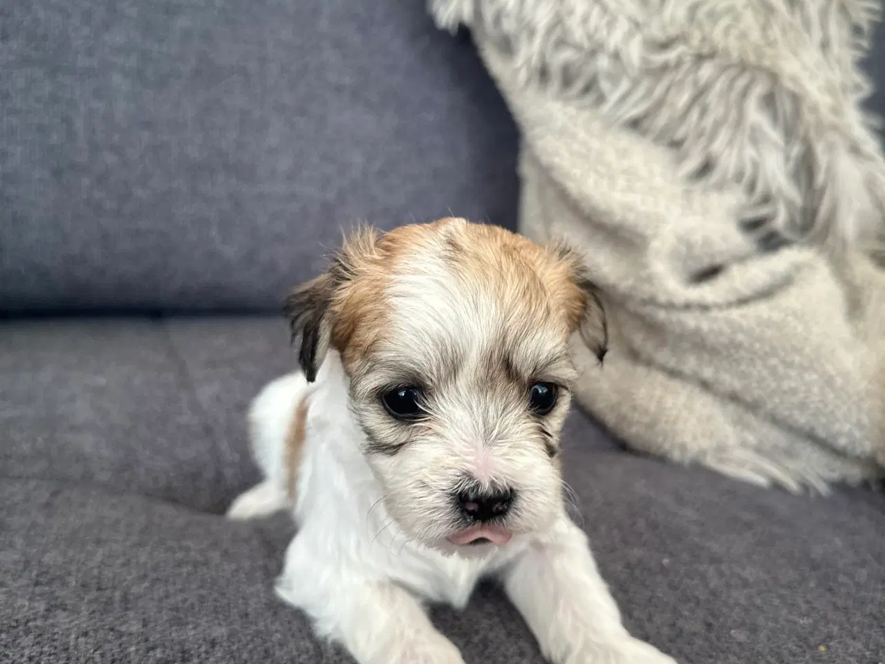 Billede 6 - Coco - Lhasa apso