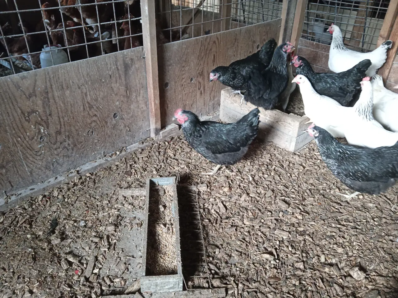 Billede 3 - Høns
