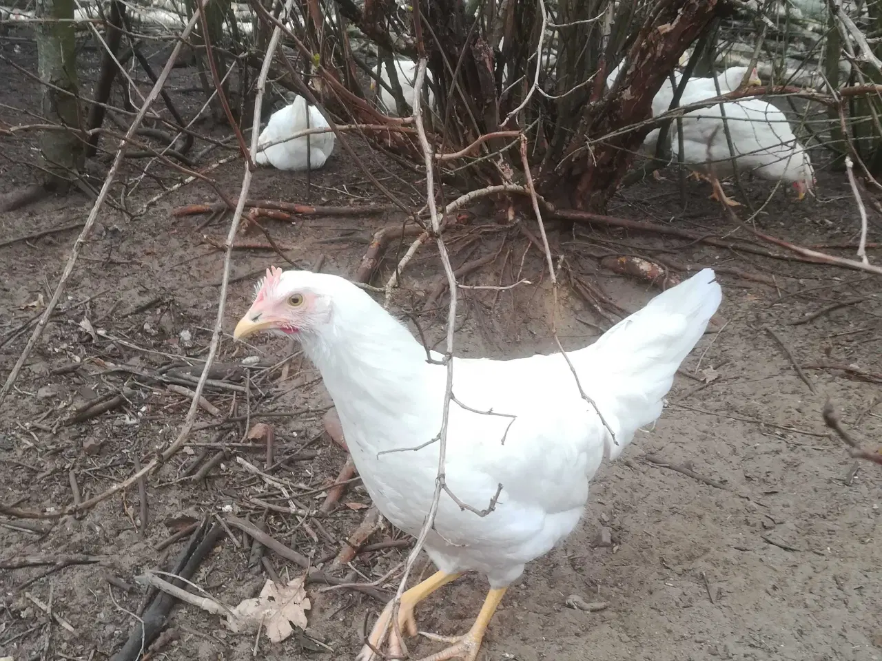 Billede 1 - Rigtig god ægge lægger på 19 uge