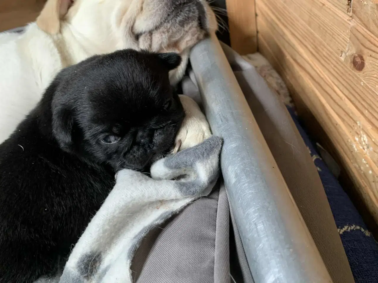 Billede 2 - Små frække moppeloppe bamser