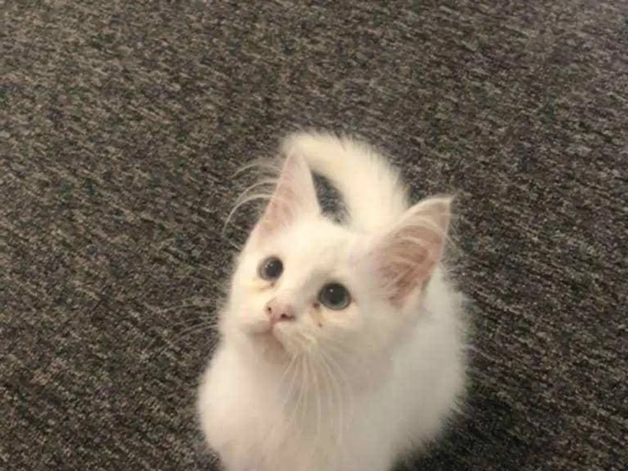 Billede 1 - Ragdoll blanding 