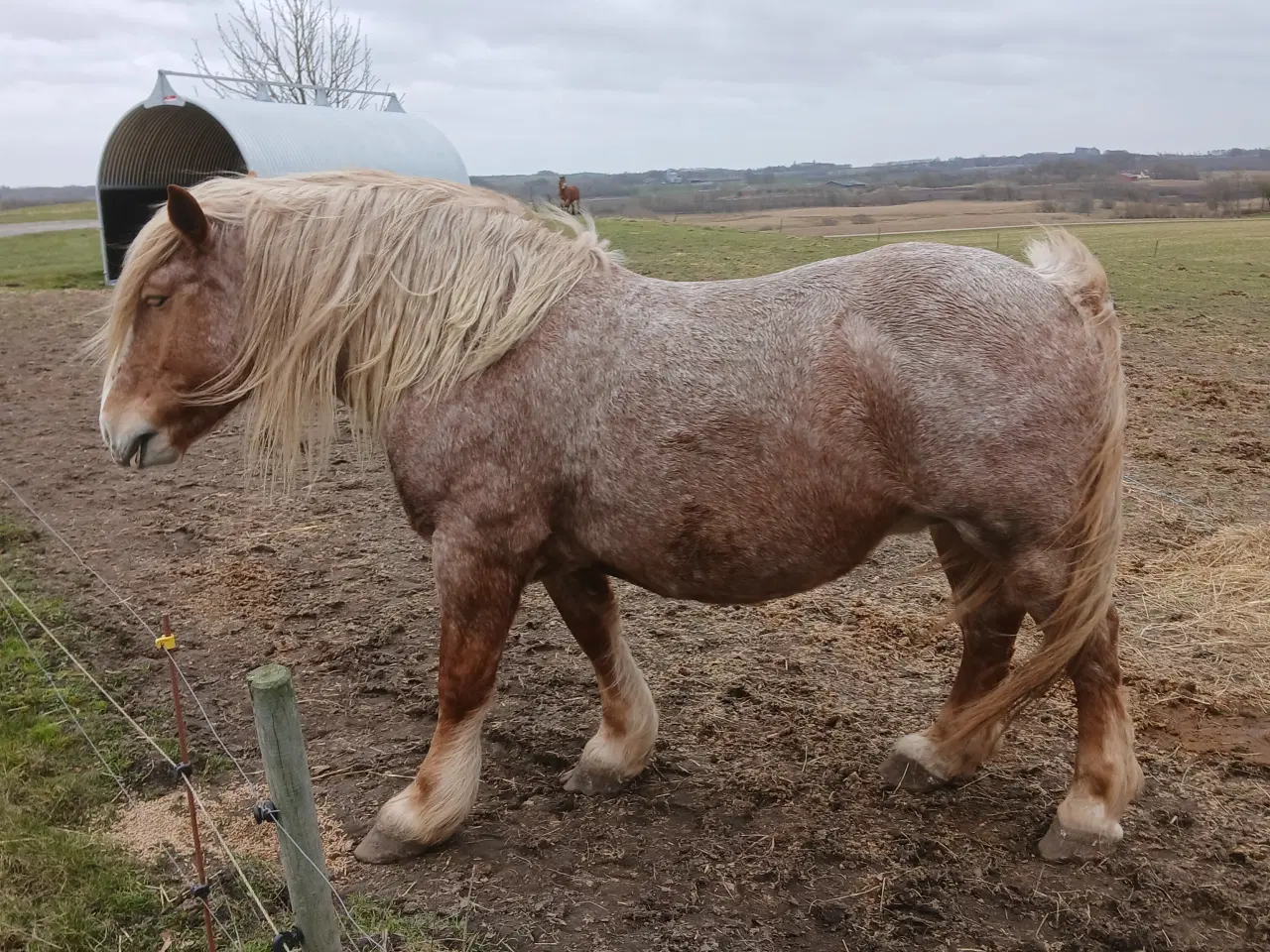 Billede 2 - Ifolet ardenner hoppe