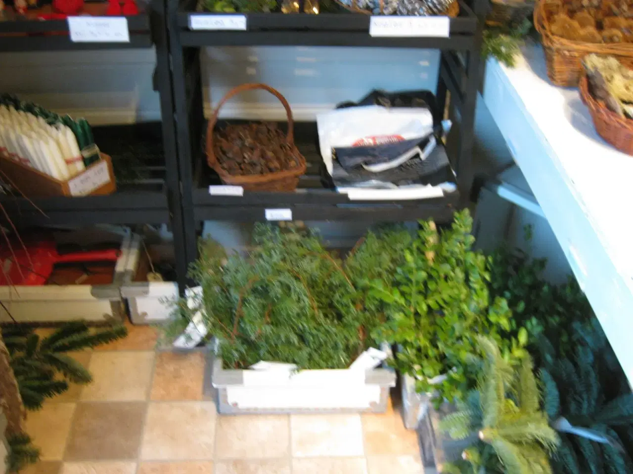 Billede 2 - Juletræ, Fæld selv, Østfyn