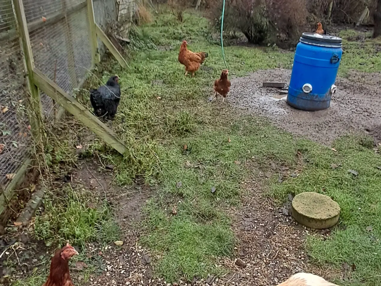 Billede 1 - Hønse Familie